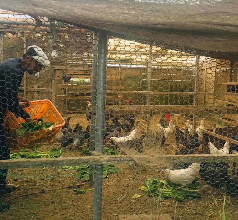 日本校餐历史演变_三星校餐在线观看_日本小学生校餐